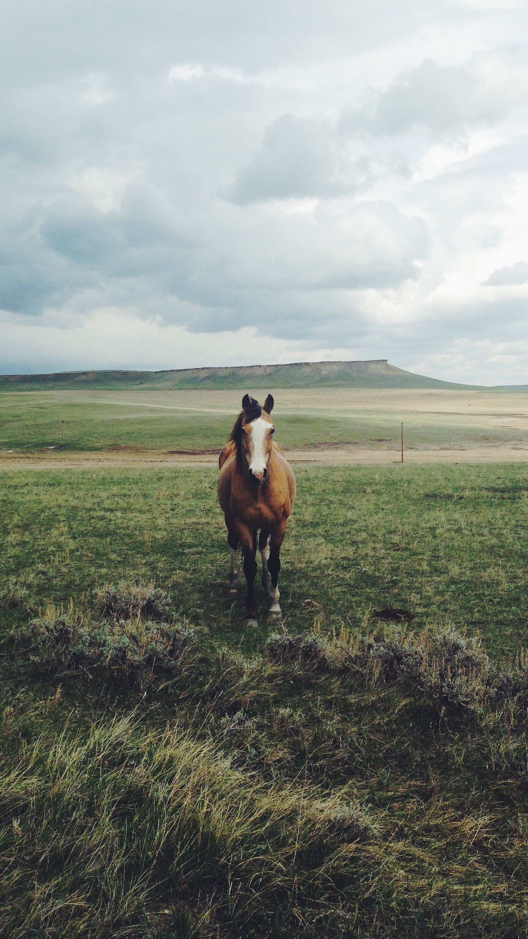 Horse.jpg